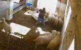 Une vidéo montre un résident d'implantations masqué attaquant des moutons lors d'une attaque contre un hameau palestinien dans les collines du sud d'Hébron, le 28 octobre 2025. (Crédit : Capture d'écran/X)